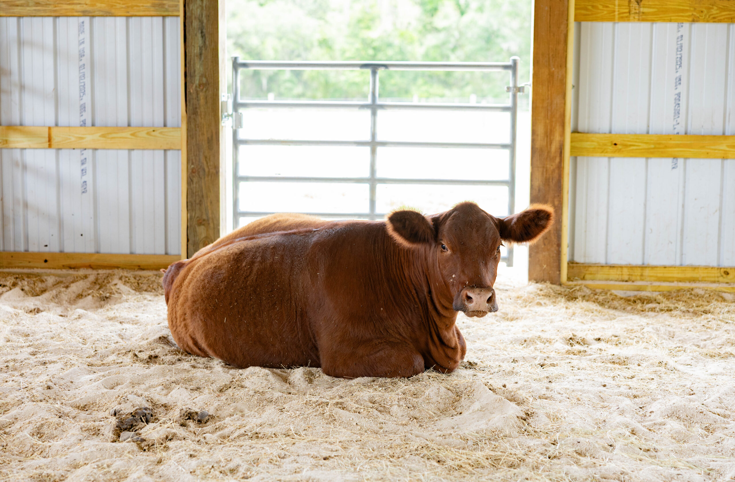 Fence project by Southern Pro Fence in Central Florida